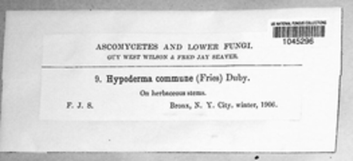 Hypoderma commune image